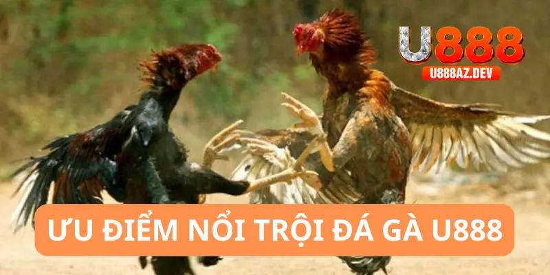 Đá gà U888 có sự giám sát chặt chẽ