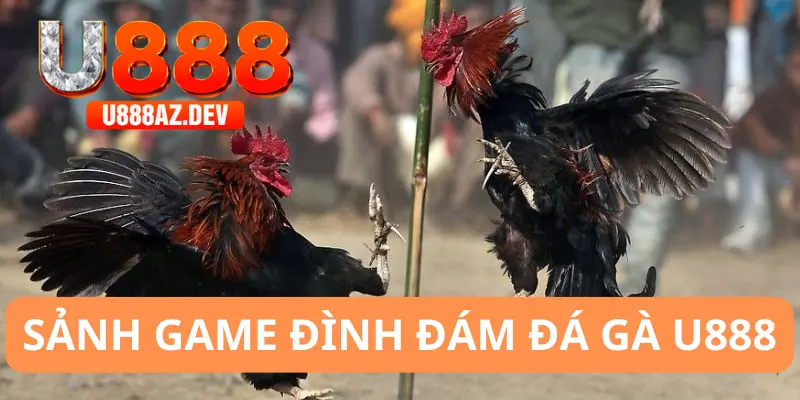 Đôi nét về sảnh game đá gà U888