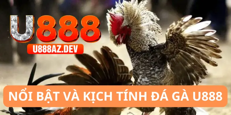 Điểm danh đá gà U888 nổi bật nhất