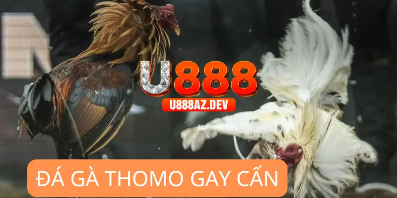 Đá gà U888 trực tiếp Thomo